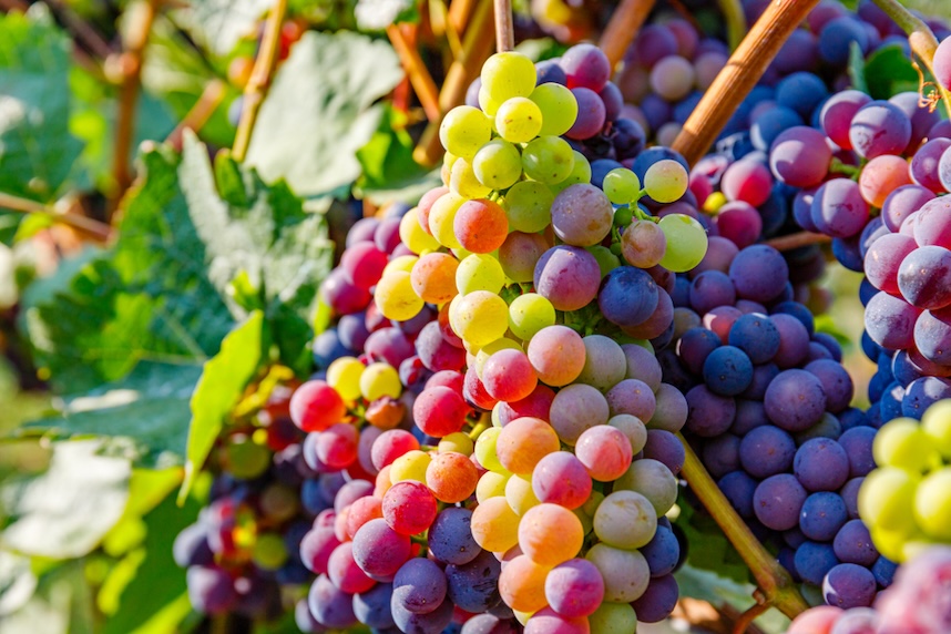 Deutsche Weine: Geschichte, Kuriosit�ten und Kombinationen
